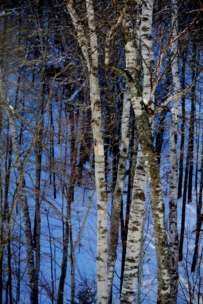 IMG_8995